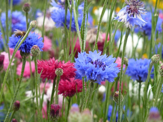 Cornflowers