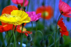 poppies