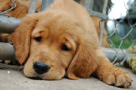 Sad puppy